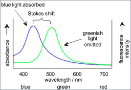Functioning of Fluorescent Dyes
